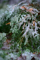 snow lies on the grass and leaves of the bushes