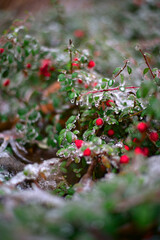 bush with red berries covered with snow