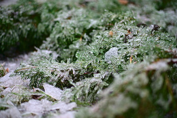 snow lies on the grass and leaves of the bushes
