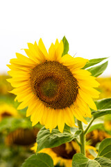 Fototapeta premium Close-up of a blooming sunflower