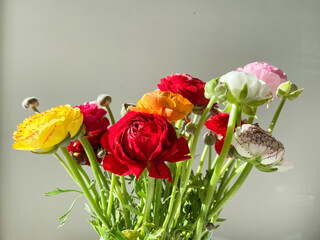 bouquet of colored anemones on a light background