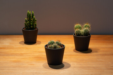 Petits cactus de décoration d'intérieur