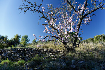 Vieil amandier en fleur