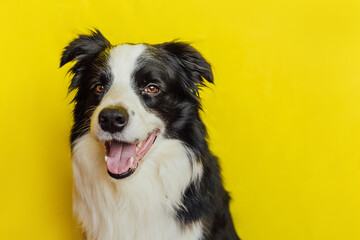 Cute puppy dog border collie with funny face isolated on yellow background. Cute pet dog. Pet animal life concept