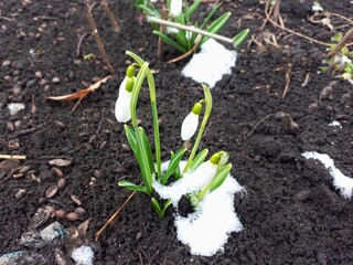 primrose. snowdrop flower. white flower bloomed after winter. white flower on a background of black earth