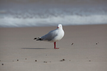 Silver Gull (Chroicocephalus novaehollandiae) on a beach in Western Australia
