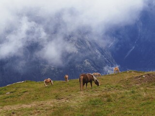 Pferde im Gebirge