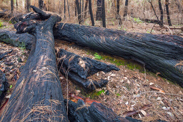 Charred eucalyptus trees after a forest fire in Beedelup national park, Western Australia