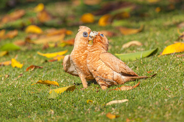 Playing Little Corella's (Cacatua sanguinea)
