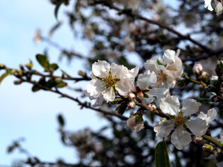 Blooming sakura, cherry, almond, apricot with large white flowers. Close-up. Selective focus