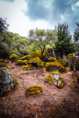 Fototapeta premium autumn in the forest