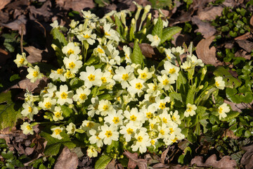 Wild Primrose growing between leaves in spring, also called Primula vulgaris