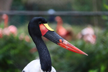 Saddle-billed stork in profile