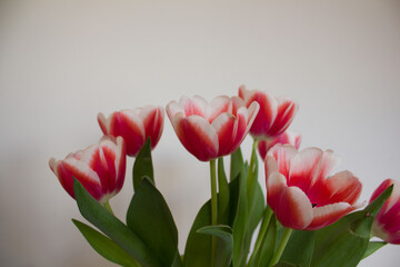 Tulipany. 