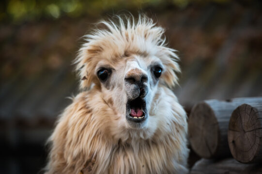 Surprised lama in the Malinki  park.