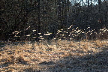 Suche trawy po zimie. 