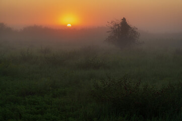 Obraz na płótnie Canvas Foggy dawn and a lonely tree in the spring steppe. Rostov on Don.