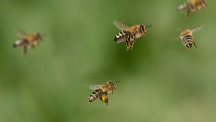 Honigbienen auf dem Heimflug - obrazy, fototapety, plakaty