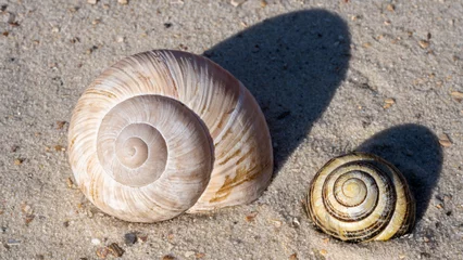 Poster Two snails, one brownish and one black and yellow colored, in the sand of a beach © Uwe