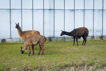 Alpacas (Lama pacos) graze from the grass on a farm