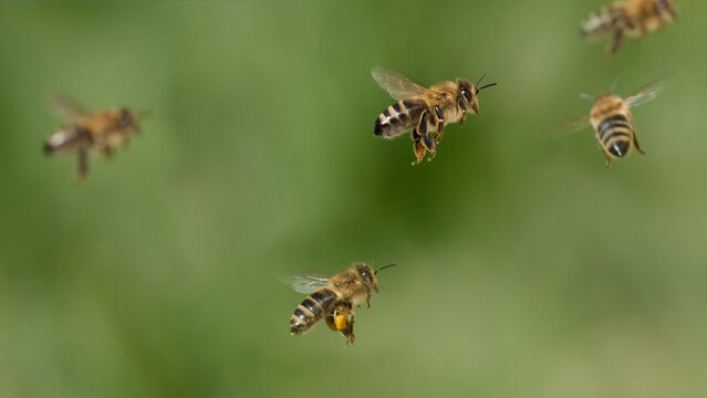 Honigbienen auf dem Heimflug
