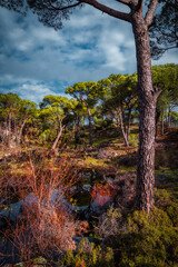 autumn in the forest