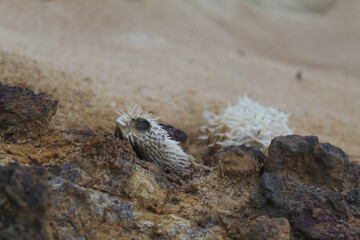 Férias em Natal Rio Grande do Norte - RN Brazil Brasil