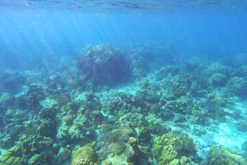 Naklejka na ściany i meble Coral reefs and school of fishes in koh Surin island, Thailand, the famous location for freedriving and snorkeling