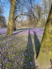 Krokusse im Schlosspark Husum