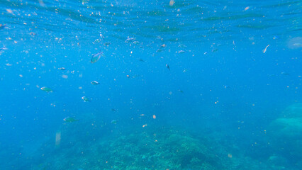 Naklejka premium Snorkeling underwater experience with Coral reefs and schools of colorful coral fish in Surin islands national park, Phang Nga, Thailand