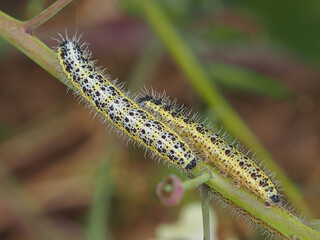 Caterpillars - Large White  (Pieris brassicae)