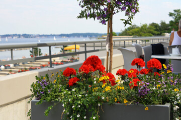 View of colorful flowers at University of Kiel Sailing Center in summer with beach and clouds in blue sky background.