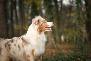 Australian shepherd is standing in the forest. It is autumn portret.