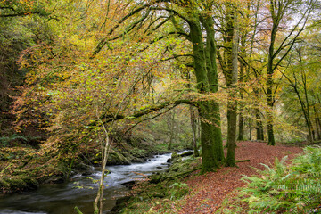 Long exposure of the East Lyn River flowing through the woods at Watersmeet in Exmoor National Park in autumn