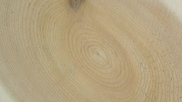 Old Ash tree rings texture close up. Wooden circle stump trunk background from top. Saw cross section cut tree wood trunk rotation.