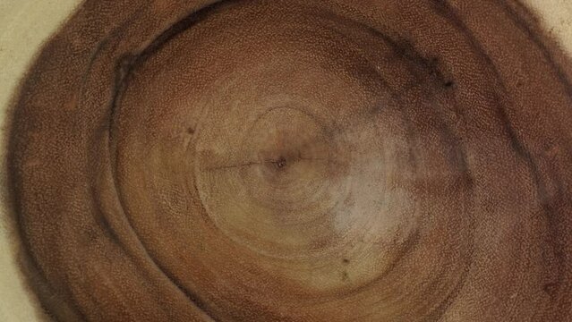 Cross section of the tree with age rings. Circular piece of wood cross section cut or saw cut tree trunk with texture pattern and age ring lines.