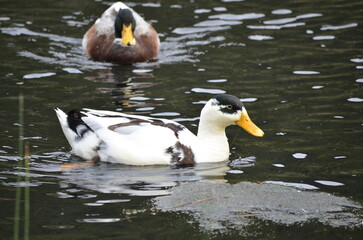 colorful duck in the lake