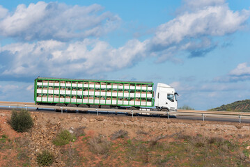 Cage truck for transporting livestock loaded with pigs circulating on a road, side view.