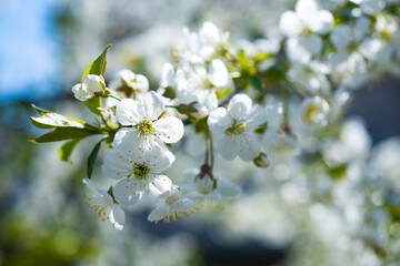 Obraz premium white flowers of blooming apricot branch in spring