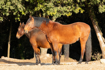 caballos en libertad