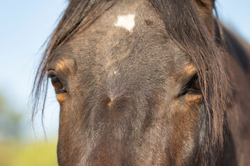 caballos en libertad