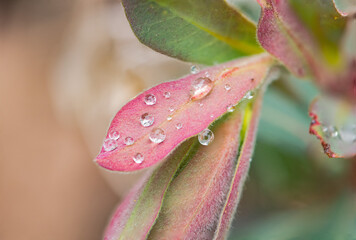 Gotas de rocio en hojas del bosque