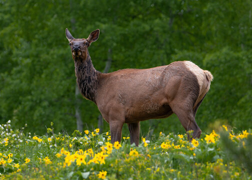 Grand Teton Elk Among The Flowers