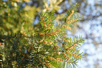 Coniferous tree branch in spring.