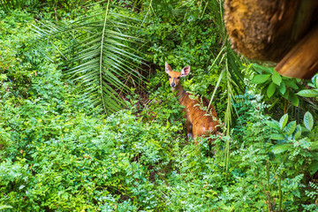 bushbuck in the woods at Victoria Falls Safari Lodge, Zimbabwe Africa