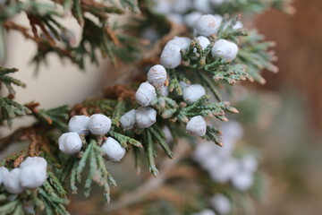 Jałowiec Juniperus