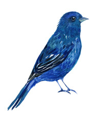 blue oatmeal cardinal bird illustration on isolated white background watercolor hand painting