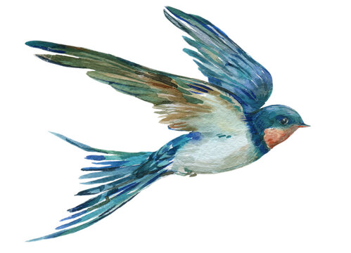 Bird swallow in flight watercolor hand painting illustration on isolated white background