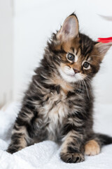 Obraz premium Portrait of Maine Coon kittens on a white background.