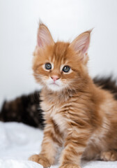 Portrait of Maine Coon kittens on a white background.